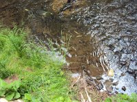 Fischsterben Wipper 1451